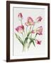 Pink Tulips-Sally Crosthwaite-Framed Giclee Print