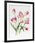 Pink Tulips-Sally Crosthwaite-Framed Giclee Print