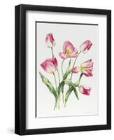 Pink Tulips-Sally Crosthwaite-Framed Premium Giclee Print