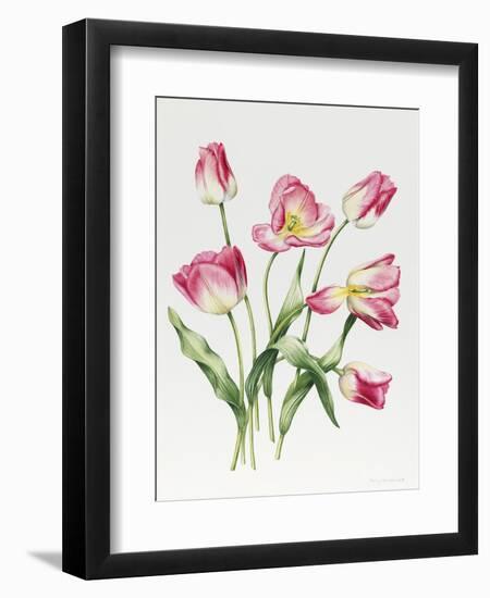 Pink Tulips-Sally Crosthwaite-Framed Premium Giclee Print