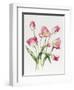 Pink Tulips-Sally Crosthwaite-Framed Premium Giclee Print