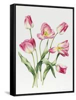 Pink Tulips-Sally Crosthwaite-Framed Stretched Canvas