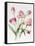 Pink Tulips-Sally Crosthwaite-Framed Stretched Canvas