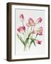 Pink Tulips-Sally Crosthwaite-Framed Giclee Print