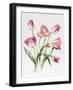 Pink Tulips-Sally Crosthwaite-Framed Giclee Print