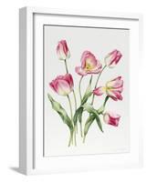 Pink Tulips-Sally Crosthwaite-Framed Giclee Print