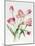 Pink Tulips-Sally Crosthwaite-Mounted Giclee Print