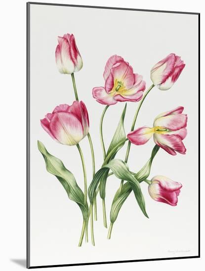 Pink Tulips-Sally Crosthwaite-Mounted Giclee Print