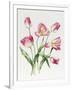 Pink Tulips-Sally Crosthwaite-Framed Giclee Print