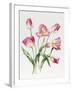 Pink Tulips-Sally Crosthwaite-Framed Giclee Print