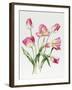 Pink Tulips-Sally Crosthwaite-Framed Giclee Print