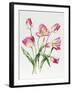 Pink Tulips-Sally Crosthwaite-Framed Giclee Print