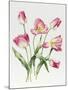 Pink Tulips-Sally Crosthwaite-Mounted Giclee Print