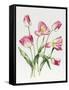 Pink Tulips-Sally Crosthwaite-Framed Stretched Canvas