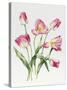 Pink Tulips-Sally Crosthwaite-Stretched Canvas