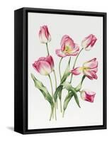 Pink Tulips-Sally Crosthwaite-Framed Stretched Canvas