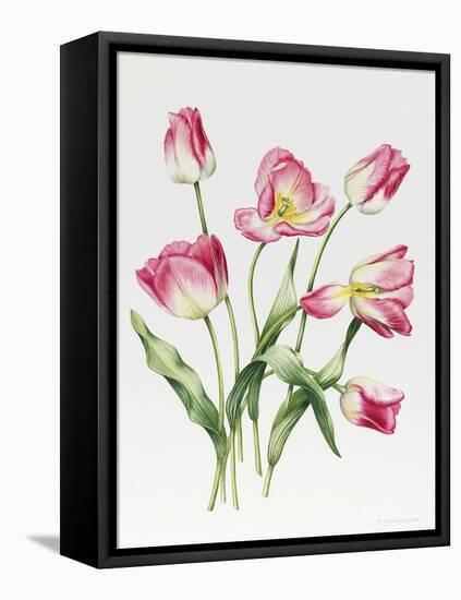 Pink Tulips-Sally Crosthwaite-Framed Stretched Canvas