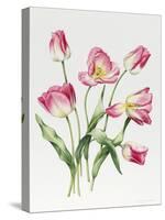 Pink Tulips-Sally Crosthwaite-Stretched Canvas