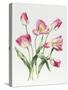 Pink Tulips-Sally Crosthwaite-Stretched Canvas