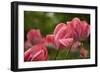 Pink Tulips-5fishcreative-Framed Giclee Print