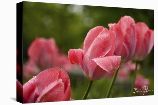 Pink Tulips-5fishcreative-Stretched Canvas