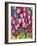 Pink Tulips-Mary Russel-Framed Giclee Print