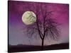 Pink Twilight-Tina Lavoie-Stretched Canvas