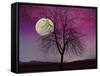 Pink Twilight-Tina Lavoie-Framed Stretched Canvas