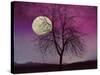 Pink Twilight-Tina Lavoie-Stretched Canvas