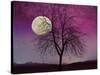 Pink Twilight-Tina Lavoie-Stretched Canvas