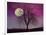 Pink Twilight-Tina Lavoie-Framed Giclee Print