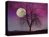 Pink Twilight-Tina Lavoie-Stretched Canvas