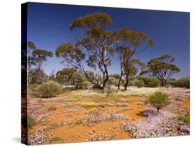 Pink Velleia and Other Spring Everlastings-null-Stretched Canvas