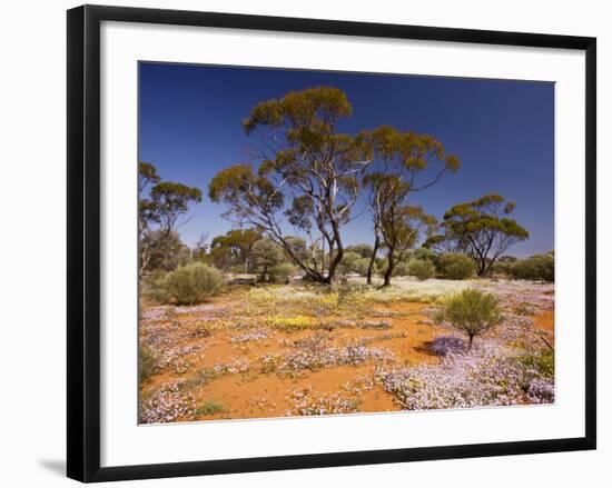 Pink Velleia and Other Spring Everlastings-null-Framed Photographic Print
