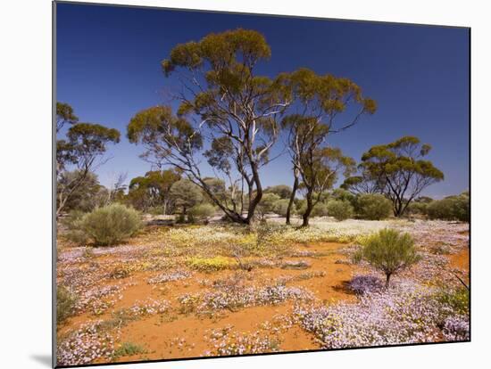 Pink Velleia and Other Spring Everlastings-null-Mounted Photographic Print