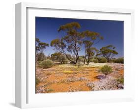 Pink Velleia and Other Spring Everlastings-null-Framed Photographic Print