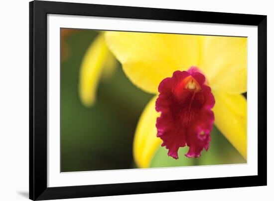 Pink Velvet-Dana Styber-Framed Photographic Print