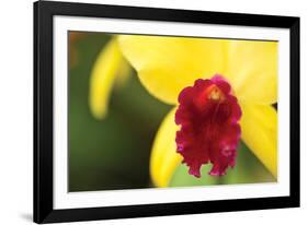 Pink Velvet-Dana Styber-Framed Photographic Print