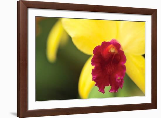 Pink Velvet-Dana Styber-Framed Photographic Print