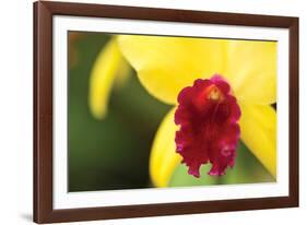 Pink Velvet-Dana Styber-Framed Photographic Print