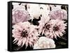 Pink Washed Garden-Emily Navas-Framed Stretched Canvas