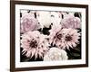 Pink Washed Garden-Emily Navas-Framed Photographic Print