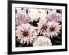 Pink Washed Garden-Emily Navas-Framed Photographic Print