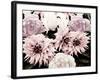 Pink Washed Garden-Emily Navas-Framed Photographic Print