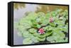 Pink Water Lilies, Beijing, China-Stuart Westmorland-Framed Stretched Canvas