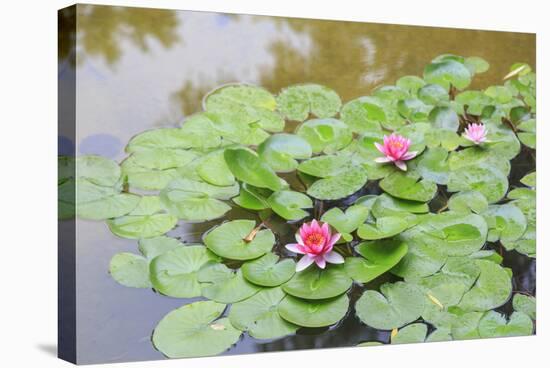 Pink Water Lilies, Beijing, China-Stuart Westmorland-Stretched Canvas