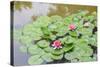 Pink Water Lilies, Beijing, China-Stuart Westmorland-Stretched Canvas