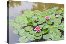 Pink Water Lilies, Beijing, China-Stuart Westmorland-Stretched Canvas