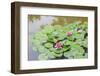 Pink Water Lilies, Beijing, China-Stuart Westmorland-Framed Photographic Print