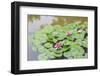 Pink Water Lilies, Beijing, China-Stuart Westmorland-Framed Photographic Print